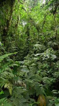 Mucha vegetaci&oacute;n en medio de la selva tropical