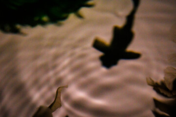 アクアリウム世界