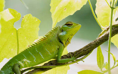 green Lizard on a branch