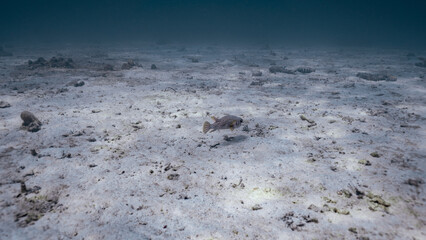 Puffer fish and landscape of sand