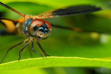 Naklejka premium dragonfly Macro of a dragonfly on a green leaf.