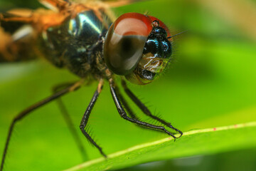 dragonfly Macro of a dragonfly on a green leaf.