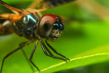 dragonfly Macro of a dragonfly on a green leaf.