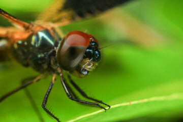dragonfly Macro of a dragonfly on a green leaf.