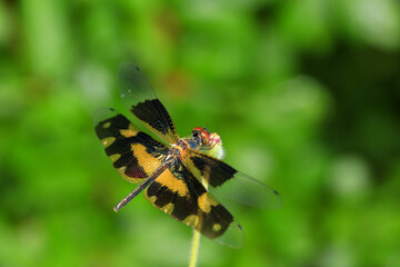 dragonfly Macro of a dragonfly on a green leaf.
