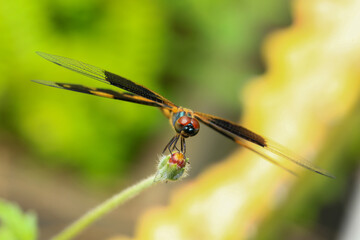 dragonfly Macro of a dragonfly on a green leaf.
