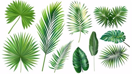 2. A collection of Phoenix palm leaves in a tropical leaves vector set, displayed on a clean white background. Each leaf is presented in a flat vector design, with smooth lines and varying shades of