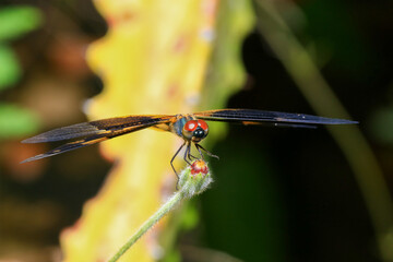 dragonfly Macro of a dragonfly on a green leaf.