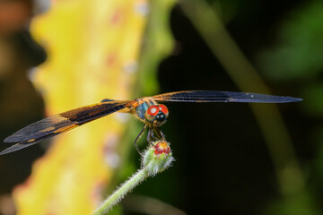 dragonfly Macro of a dragonfly on a green leaf.