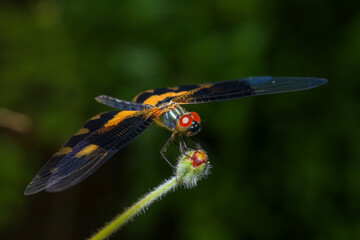 dragonfly Macro of a dragonfly on a green leaf.