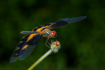 dragonfly Macro of a dragonfly on a green leaf.