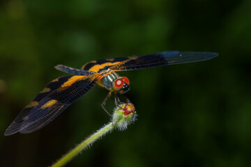 dragonfly Macro of a dragonfly on a green leaf.
