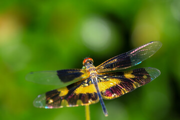 dragonfly Macro of a dragonfly on a green leaf.
