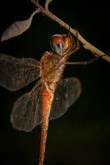 dragonfly Macro of a dragonfly on a green leaf.
