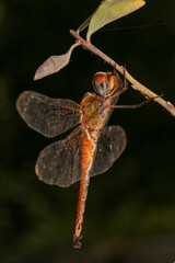 dragonfly Macro of a dragonfly on a green leaf.