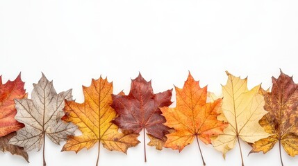 The Colorful Autumn Maple Leaves