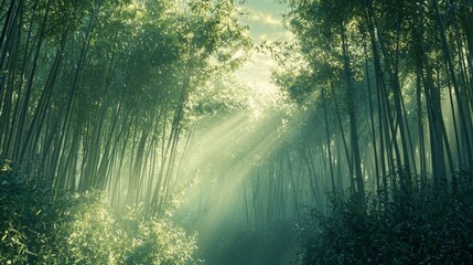 Obraz premium Bamboo Forest Sunlight.