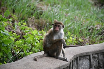 Obraz premium Sri Lankan monkey sitting with its hand on its lap, with green scenery in the background