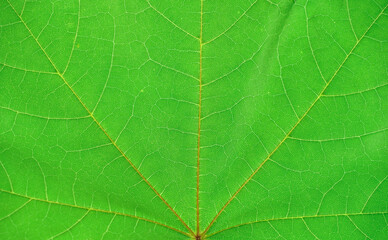 close up on green leaf texture background