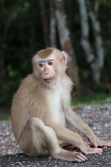 Thai macaque sitting on the ground, portrait.