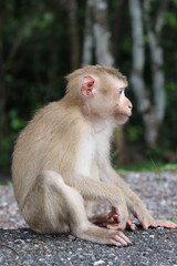 Thai macaque sitting on the ground.