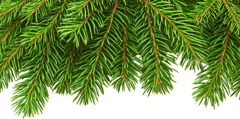 Naklejka premium Close-up of Green Fir Tree Branches Isolated on Transparent Background