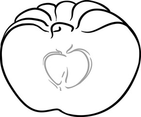 Garcinia Branch with Flowers Fruits and Leaves Outline Illustration.