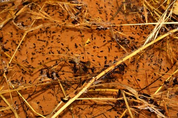 Mosquito larvae in a stagnant pool of water. larva hangs upside down from surface of water, developed from eggs. fish food. Life cycle of Mosquitoes larvae. larva. Insects