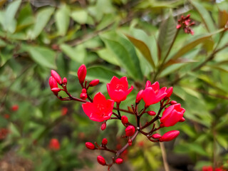 Obraz premium A captivating juxtaposition of the nascent and the mature. The Red Batavia (Jatropha pandurifolia) flower's buds, tightly furled and full of promise, contrast dramatically with the fully bloomed bloss
