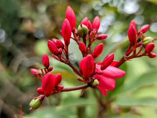 A close-up of the Red Batavia flower (Jatropha pandurifolia) bud reveals nature's delicate artistry. Encased within its protective sheath, a vibrant red hue promises an imminent explosion of color.