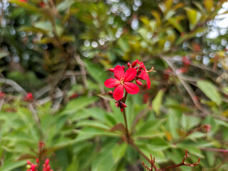 A close-up of the Red Batavia flower (Jatropha pandurifolia) reveals a stunning array of vibrant hues. The delicate petals, a deep, velvety red, unfurl like a blossoming star.