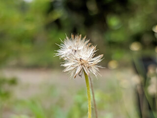 The close-up of the Scorzonera parviflora showcases its unique form. The slender stem supports a cluster of dainty flowers. Its slender petals, a soft shade.