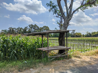 A tiny, weather-beaten hut stands alone at the edge of a vast field. 