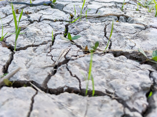 Cracked, parched earth begins to show signs of life as tiny green plants emerge from the dry...