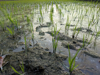 A field, freshly planted with young rice seedlings. Small patches of water glisten in the sunlight, nourishing the tender shoots.
