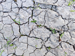 Cracked, parched earth begins to show signs of life as tiny green plants emerge from the dry crevices.