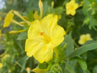 nature,insects,cutterpiller,moth,animals,foods