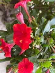foods,white,vegetables,flowers,pink.moth
