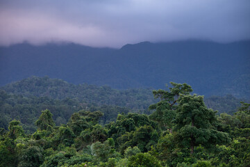 Rainforest canopy in late afternoon light in the Wet Tropics World Heritage Area of northern Queensland, Australia