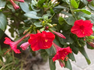foods,white,vegetables,flowers,pink.moth