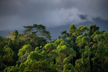 Rainforest canopy in late afternoon light in the Wet Tropics World Heritage Area of northern Queensland, Australia