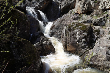 a turbulent spring stream makes its way between moss-covered rocks
