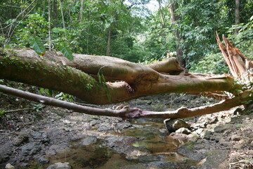 Umgefallener Baum über Bach im tropischen Regenwald bei Quepos in Costa Rica