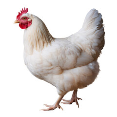 White Chicken Isolated on Transparent Background &ndash; High-Resolution Poultry Image