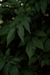 Dark leaves background 