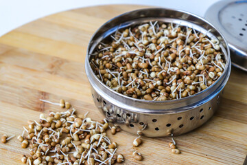 Freshly sprouted matki, also known as moth beans. Small brown legumes that are commonly used in Indian cuisine. Nutrient rich, packed with protein, fiber, vitamins. Ideal for salads, and curries