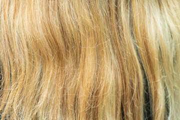 Blond Hair: Pattern and Texture. Background.