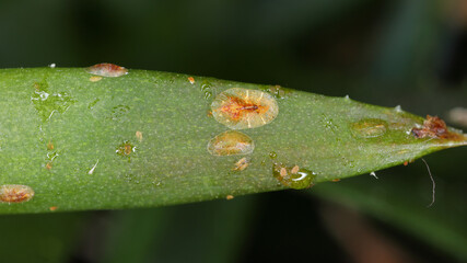 Brown soft scale, Coccus hesperidum, a cosmopolitan distribution and feeds on many different host plants. It is an agricultural pest of citrus and commercial greenhouse crops. On aloe in a pot.