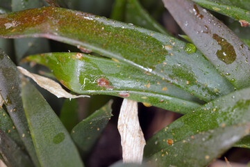 Brown soft scale, Coccus hesperidum, a cosmopolitan distribution and feeds on many different host...