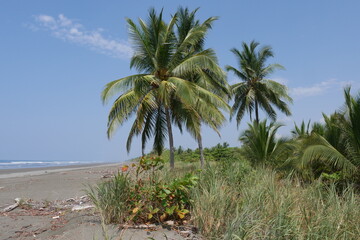 Palmen am Strand in Quepos Costa Rica